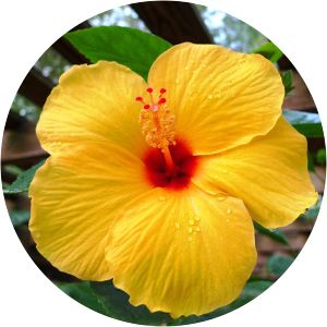 Yellow hibiscus photograph
