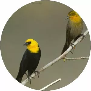 Yellow-hooded blackbird - Bird