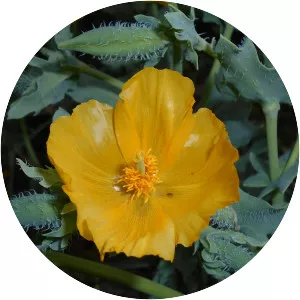 Yellow horned poppy