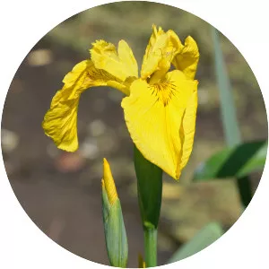 Yellow iris