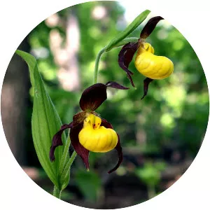 Yellow lady's slipper - Plants