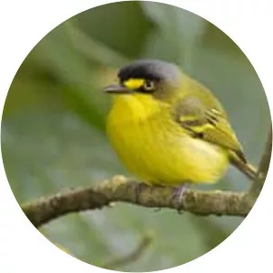 Yellow-lored tody-flycatcher