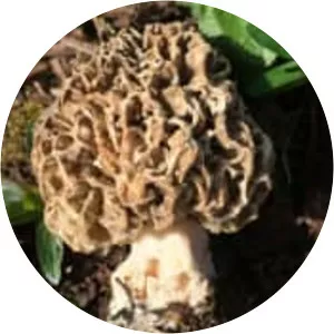 Yellow morel