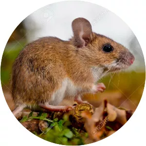Yellow-necked mouse