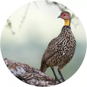 Yellow-necked spurfowl