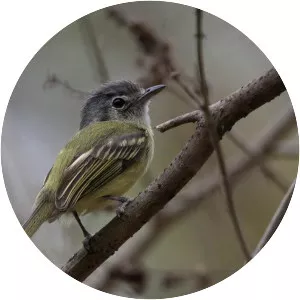 Yellow-olive flatbill - Bird