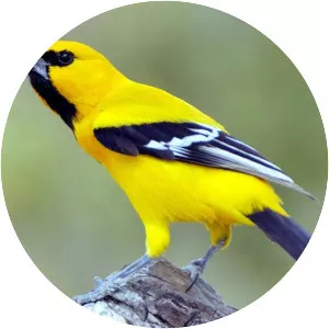 Yellow oriole