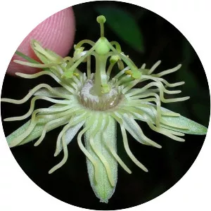 Yellow passionflower