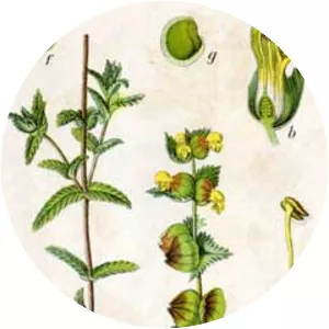 Yellow rattle - Plants