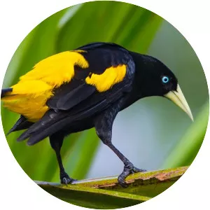 Yellow-rumped cacique - Birds