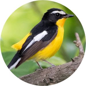 Yellow-rumped flycatcher - Birds