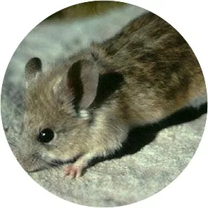 Yellow-rumped leaf-eared mouse
