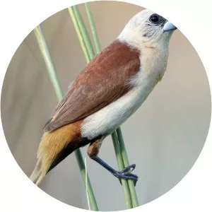 Yellow-rumped mannikin - Birds