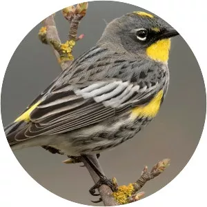 Yellow-rumped warbler - Birds