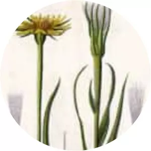Yellow salsify - Plants