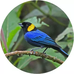 Yellow-scarfed tanager - Bird