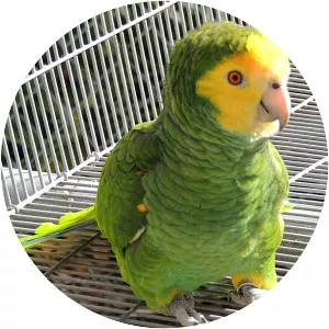 Yellow-shouldered amazon