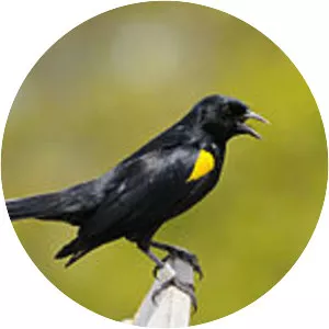 Yellow-shouldered blackbird