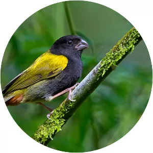 Yellow-shouldered grassquit