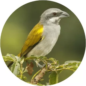Yellow-shouldered grosbeak