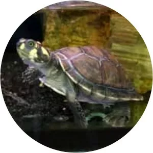 Yellow-spotted river turtle