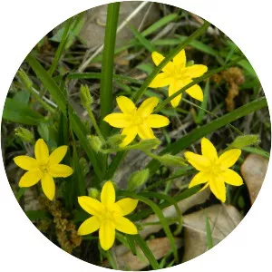 Yellow star grass