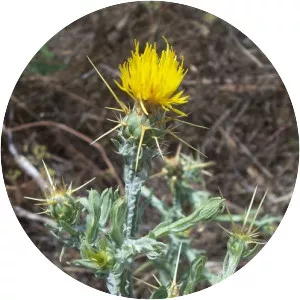 Yellow star-thistle
