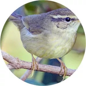 Yellow-streaked warbler - Birds