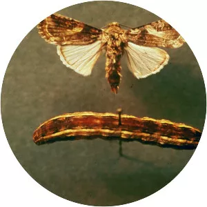 Yellow-striped armyworm - Insect