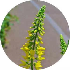 Yellow sweet clover - Plants
