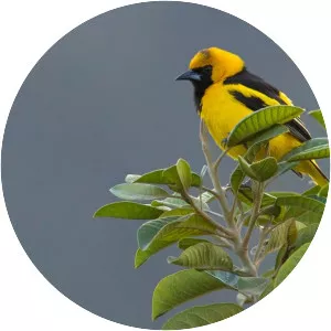 Yellow-tailed oriole - Bird