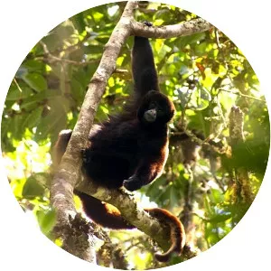 Yellow-tailed woolly monkey