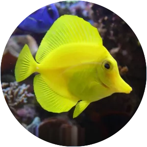 Yellow tang - Fish