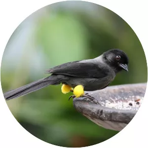 Yellow-thighed finch - Bird