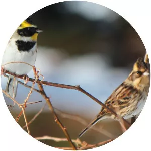 Yellow-throated bunting