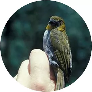 Yellow-throated bush tanager