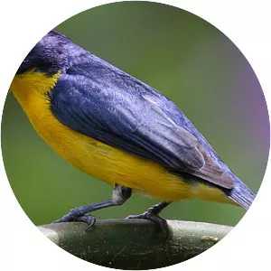 Yellow-throated euphonia