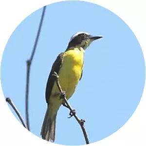 Yellow-throated flycatcher