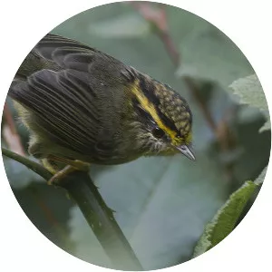 Yellow-throated fulvetta - 