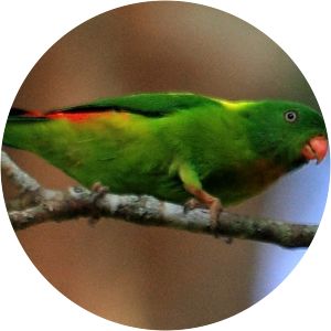 Yellow-throated hanging parrot - Birds
