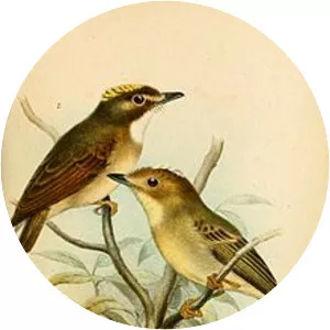 Yellow-throated spadebill - Bird