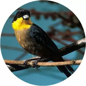 Yellow-throated tanager - Bird