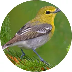 Yellow-throated vireo - Birds