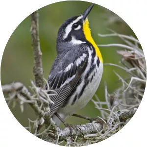 Yellow-throated warbler