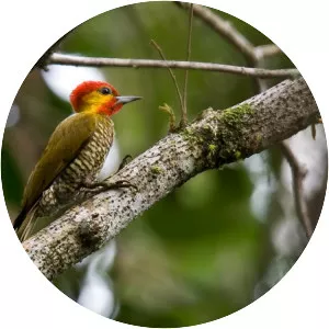Yellow-throated woodpecker