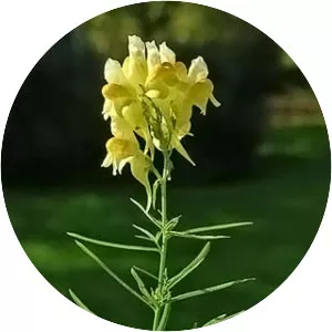 Yellow toadflax