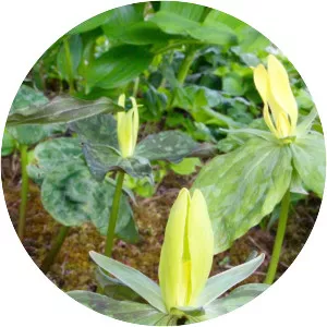 Yellow trillium