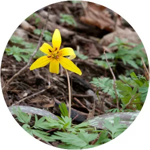Yellow trout lily