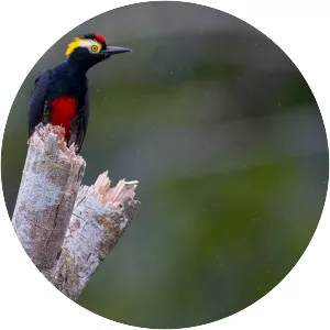 Yellow-tufted woodpecker