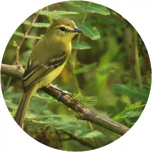 Yellow tyrannulet